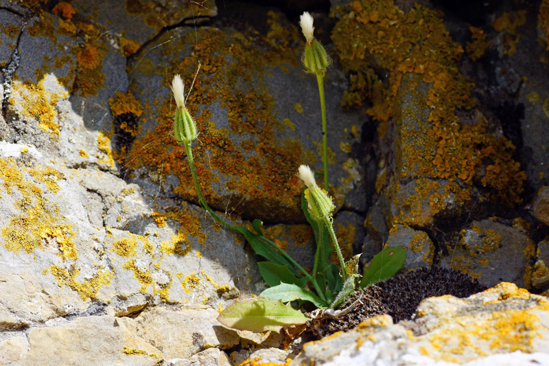 Crepis foetida / Radicchiella selvatica